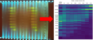 Turning a bad gel electrophoresis image into a professional-grade figure