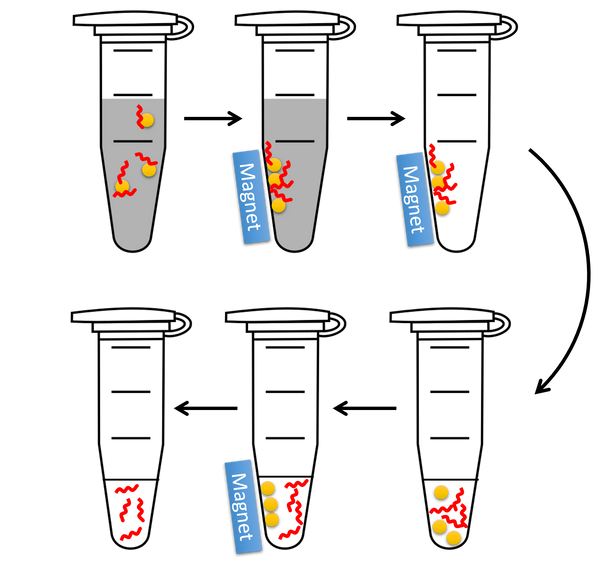 Magnetic beads for RNA purification